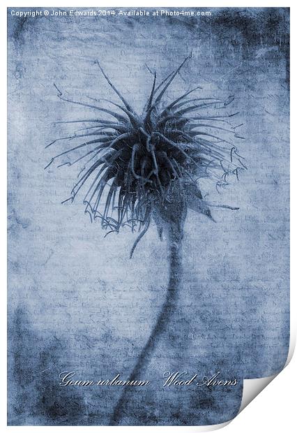 Geum urbanum Cyanotype Print by John Edwards