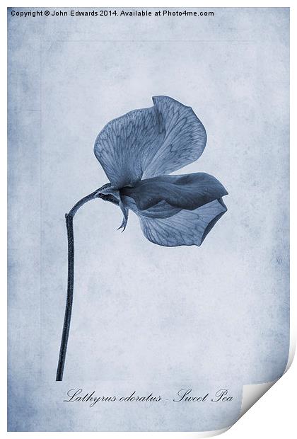 Sweet Pea Cyanotype Print by John Edwards
