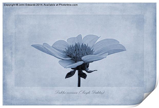 Dahlia coccinea cyanotype Print by John Edwards