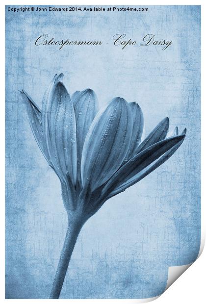 Osteospermum Cyanotype Print by John Edwards