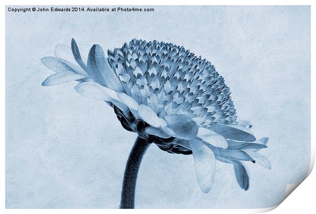 Chrysanthemum Cyanotype Print by John Edwards