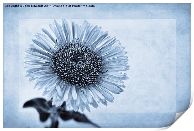 Cyanotype Aster with Textures Print by John Edwards