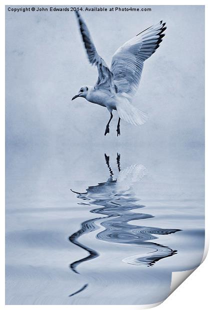 Black-headed gull cyanotype Print by John Edwards