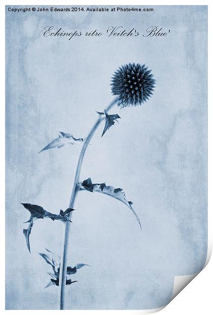 Echinops ritro Veitch's Blue Cyanotype Print by John Edwards