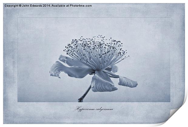 Hypericum calycinum Cyanotype Print by John Edwards