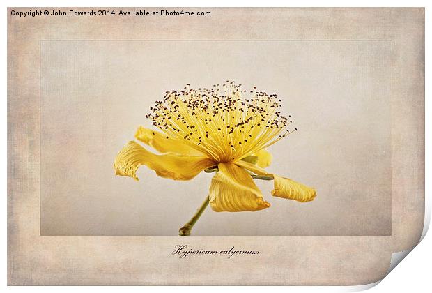 Hypericum calycinum Print by John Edwards