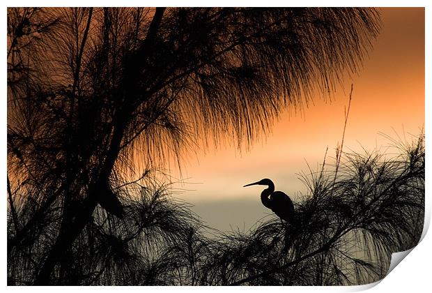 Home to Roost. A Snowy Egret (Egretta thula) Print by John Edwards