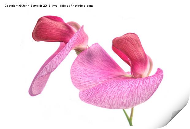 Wild Sweet Pea (Lathyrus odoratus) Print by John Edwards