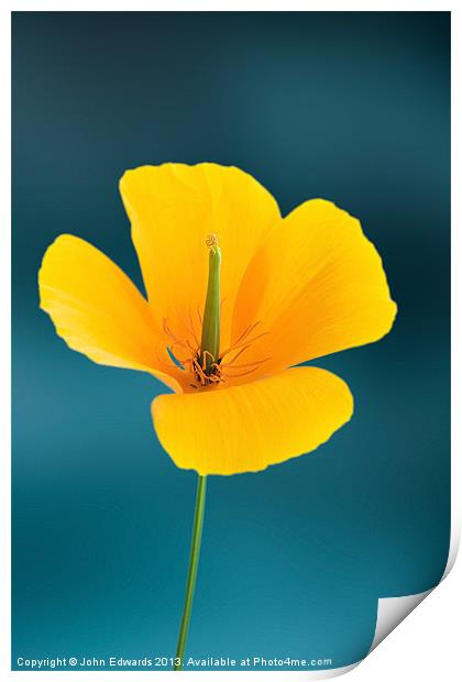 Californian Poppy (Eschscholzia californica) Print by John Edwards