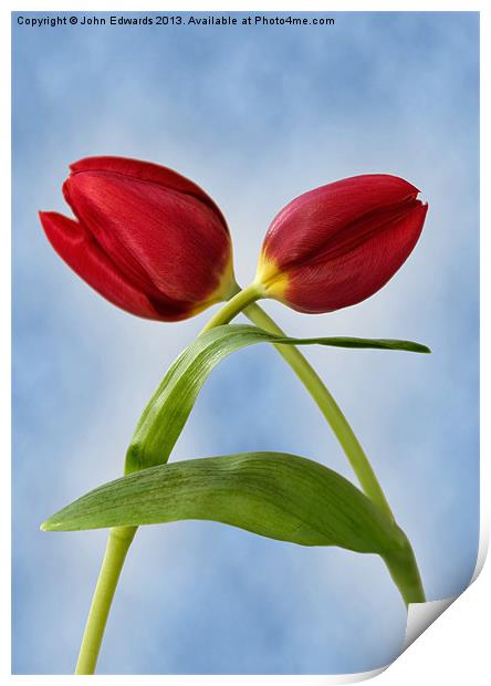 Red Tulips Print by John Edwards