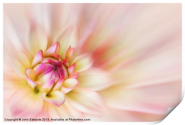 Pink Dahlia Blossom Print by John Edwards