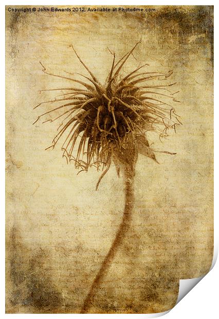 Crown of Thorns Print by John Edwards