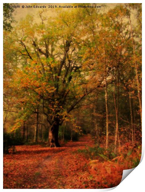 Enchanting Path at Sandringham Print by John Edwards