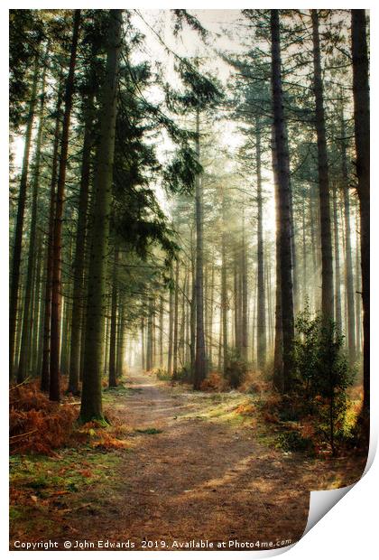 A walk through the pines Print by John Edwards