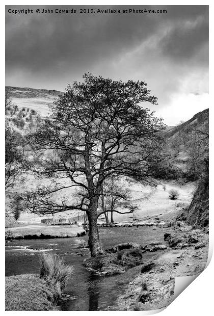 The Tree in the Dove Monochrome  Print by John Edwards