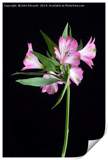 Alstroemeria ‘Light Pink’ Print by John Edwards