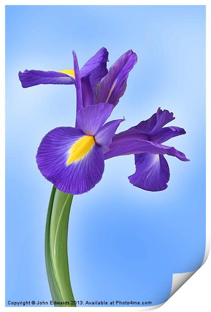 Iris reticulata Harmony Print by John Edwards