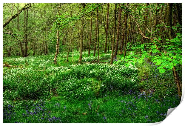 Ramsons and Bluebells Print by John Edwards