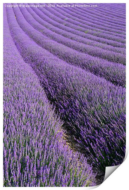 Lavender 1 Print by Sharpimage NET