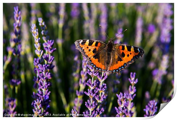 Butterfly on Lavender Print by Sharpimage NET