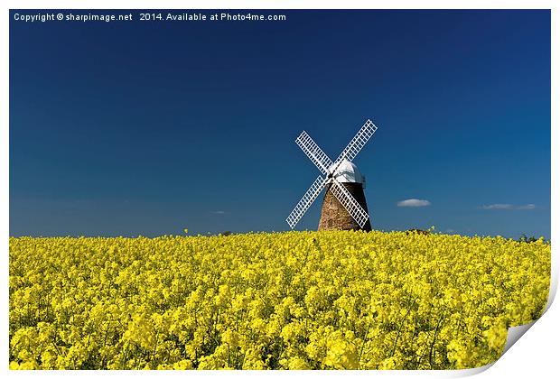 Halnaker Windmill Rapeseed 1 Print by Sharpimage NET