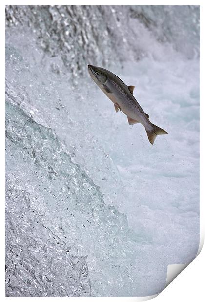 Salmon Leaping Brooks Falls, Alaska Print by Sharpimage NET