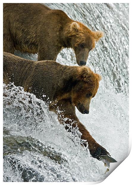 Bears fishing on Brooks Falls Print by Sharpimage NET