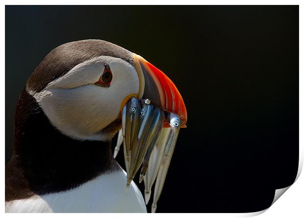 Puffin with Sand Eels Print by Sharpimage NET