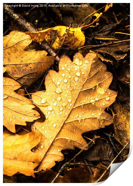  Oak leaf on forest floor Print by David Irving