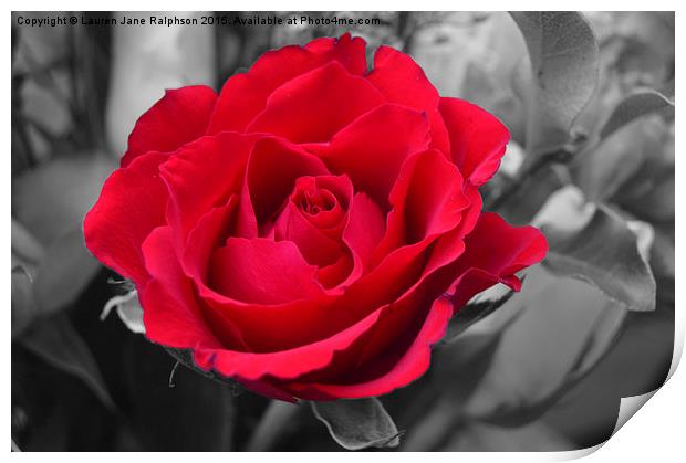  Red Rose Print by Lauren Jane Ralphson