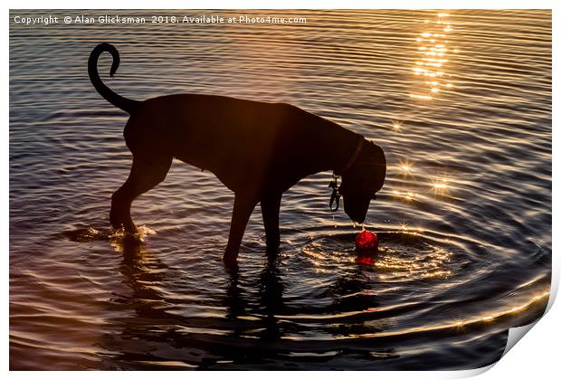Dog playing in the water Print by Alan Glicksman