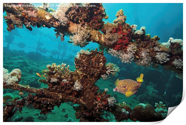 Yellow Boxfish on shipwreck Print by Richard O'Meara