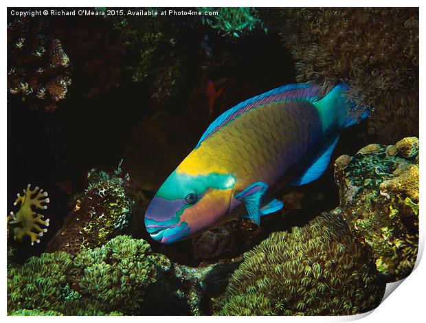 rusty parrotfish, Red Sea, Egypt Print by Richard O'Meara