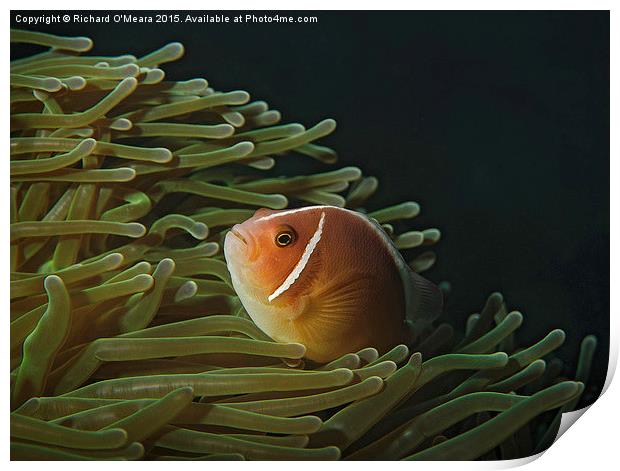 Pink Skunk Clownfish in green anemone Print by Richard O'Meara