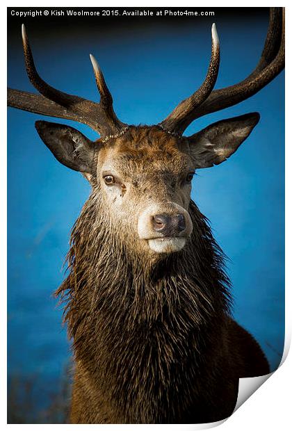  Majestic Stag Print by Kish Woolmore