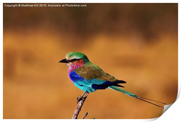  Lilac Breasted Roller - Matthew Hill Print by Matthew Hill