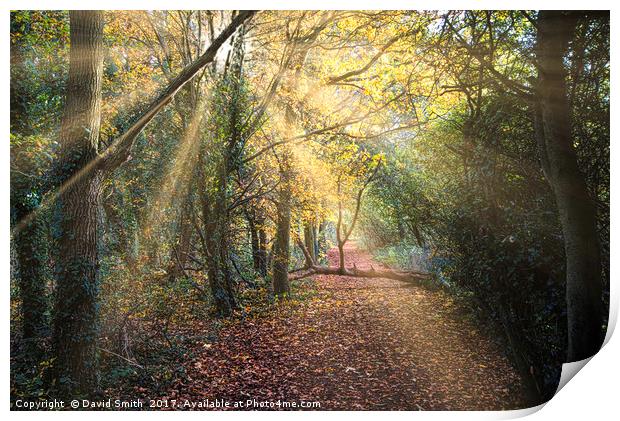 Autumn In The Woods Print by David Smith