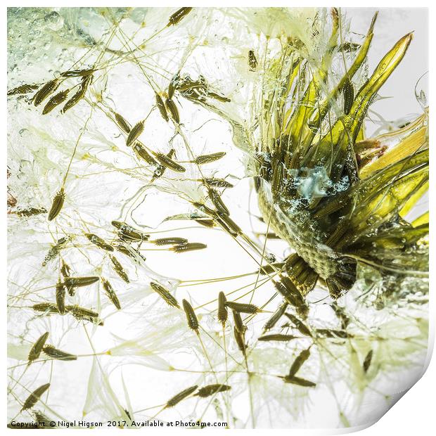 Dandelion releasing seeds Print by Nigel Higson