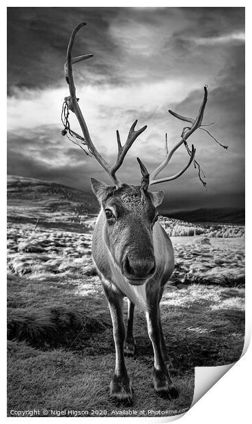 Cairngorm Reindeer portrait Print by Nigel Higson