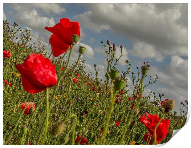 Pentire Poppy Print by andy toby