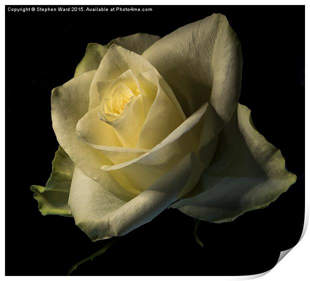  THE ROSE Print by Stephen Ward