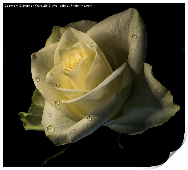  Watered Rose Print by Stephen Ward