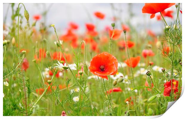  Poppy Fields Off Heroes Print by pristine_ images