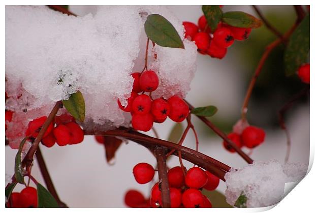  winter snow berries Print by pristine_ images