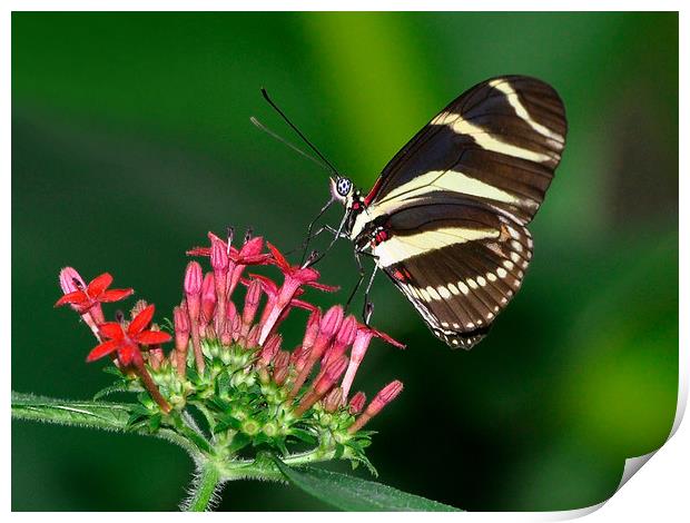 Zebra butterfly Print by pristine_ images