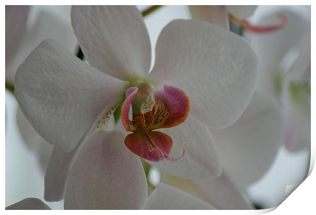  white orchid Print by CHRIS GIBLIN