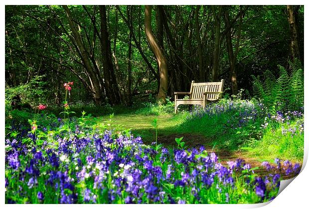 Bluebell Bench Print by Broadland Photography
