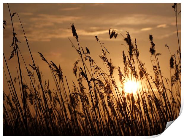  Sunset through the Reeds Print by Broadland Photography