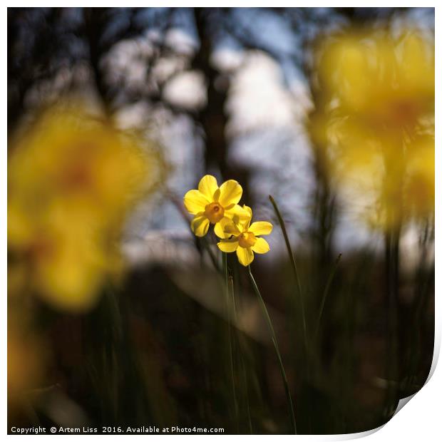 Daffodil and Daffodils Print by Artem Liss