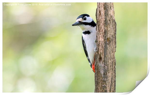  Greater Spotted Woodpecker Print by Peter Jones